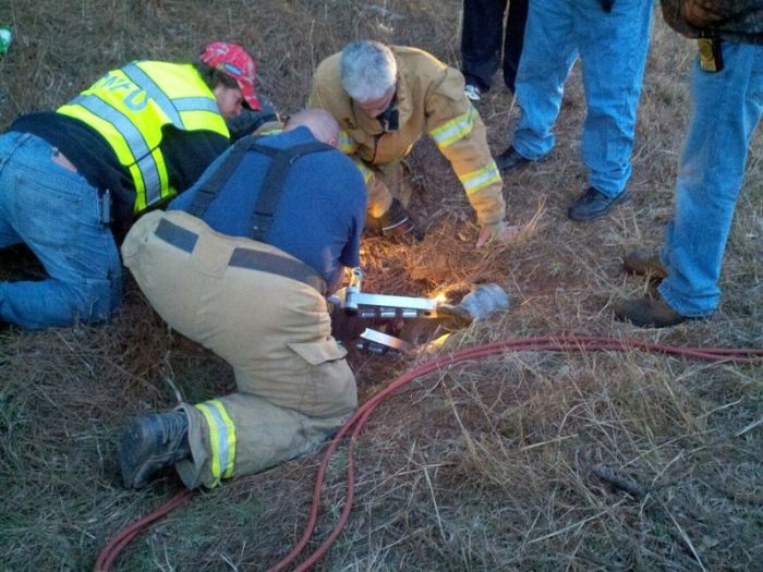 Собачья интуиция (9 фото)