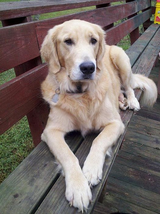 Собачья интуиция (9 фото)