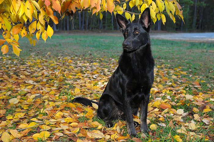 Собачья интуиция (9 фото)