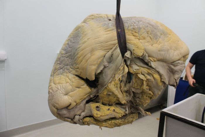 Попробуйте угадать что это (7 фото)