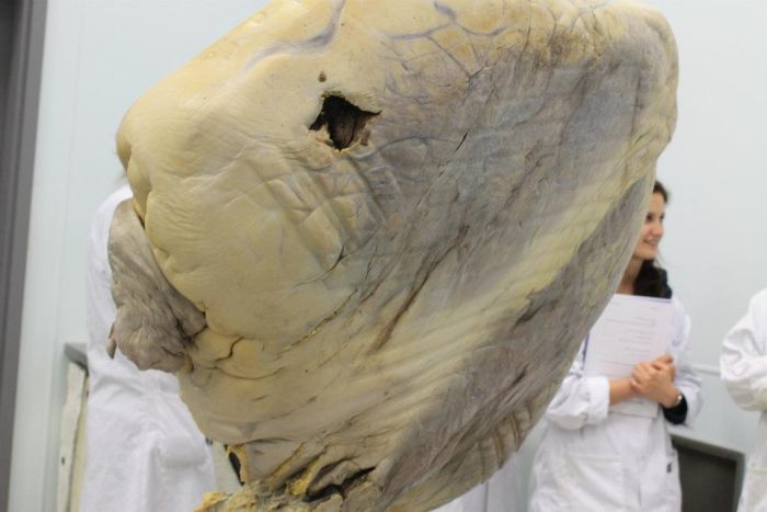 Попробуйте угадать что это (7 фото)