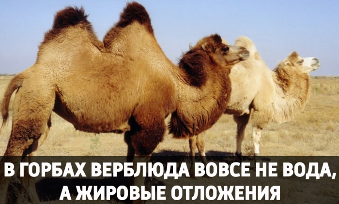 Опровергнутые наукой мифы, в которые верят до сих пор