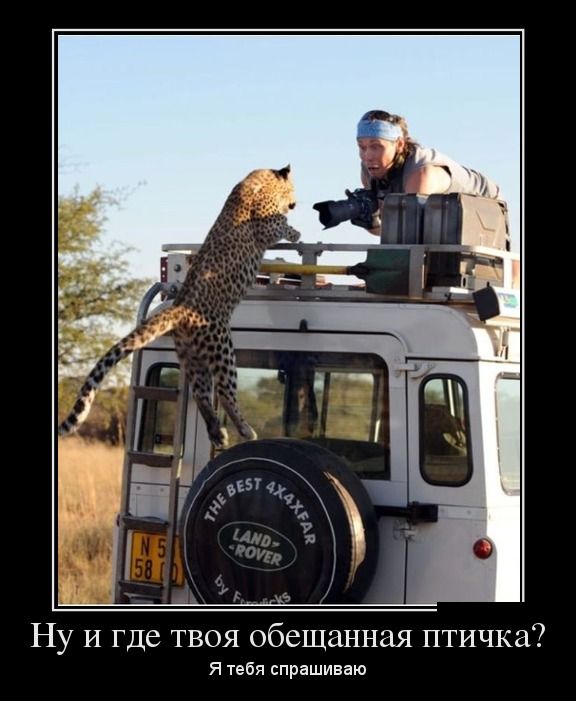 Демотиваторы