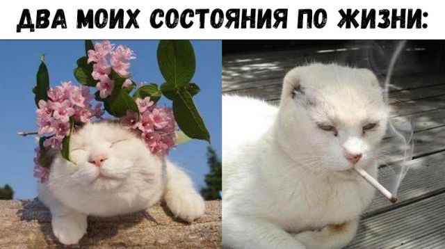 Прикольные картинки