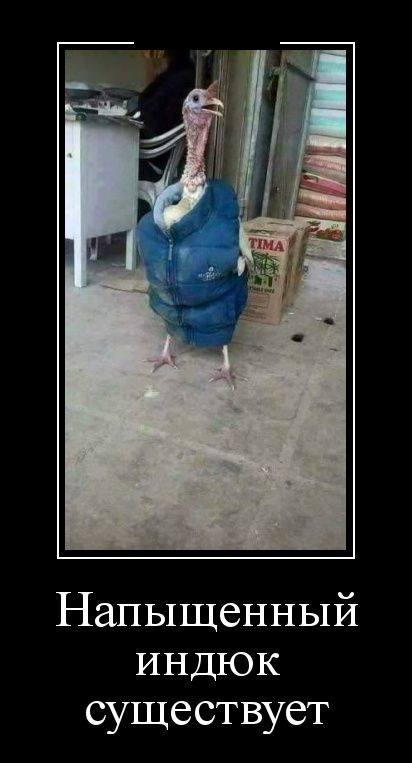 Демотиваторы