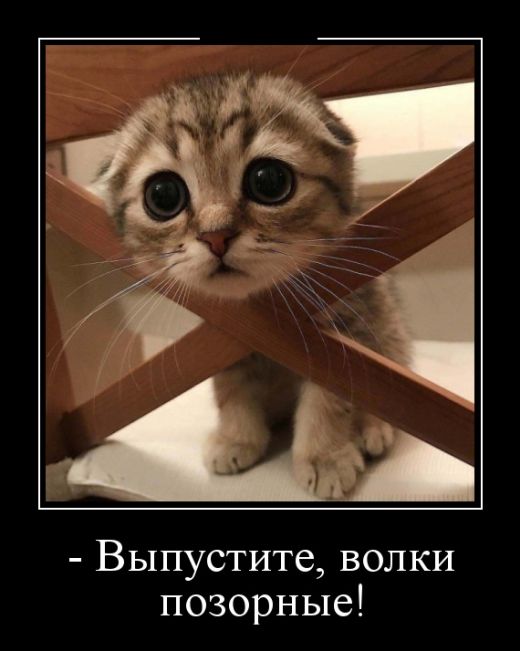 Демотиваторы