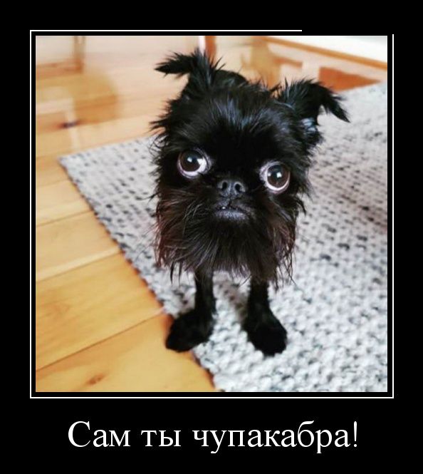 Демотиваторы