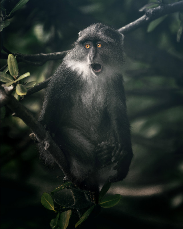 Лучшие кадры Sony World Photography Awards 2018 Лучшие кадры Sony World Photography Awards 2018
