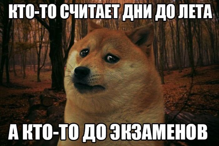 Порция картинок