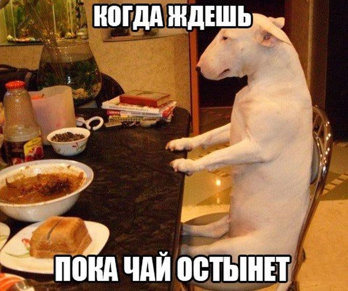 Порция картинок