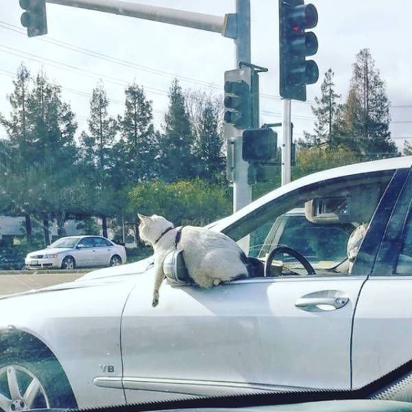 Прикольные картинки