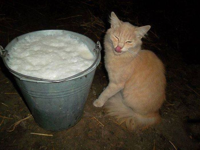 Прикольные картинки