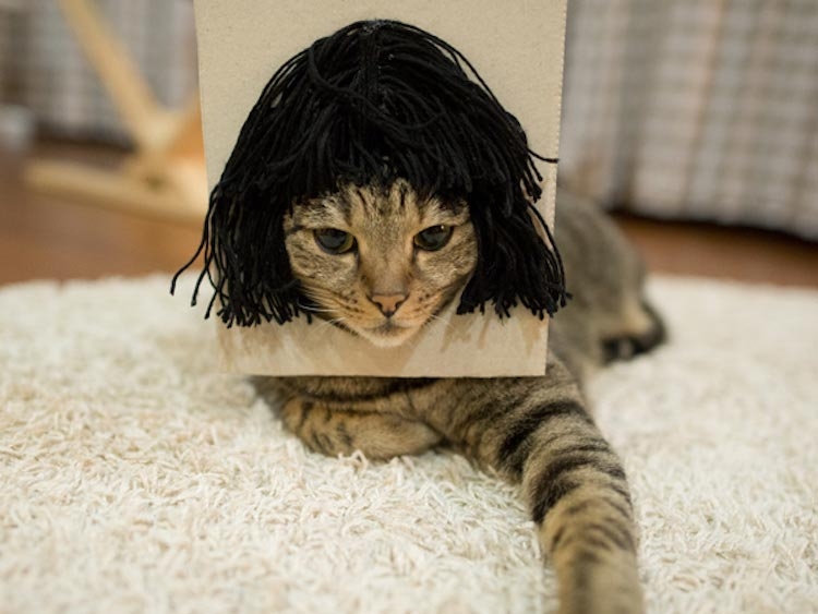Хозяин кота, который очень любит залазить в коробки, нашел смешное применение его страсти