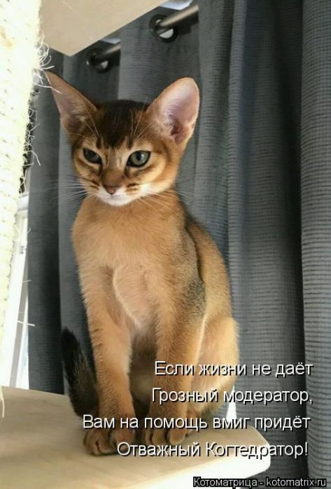 Лучшие котоматрицы недели