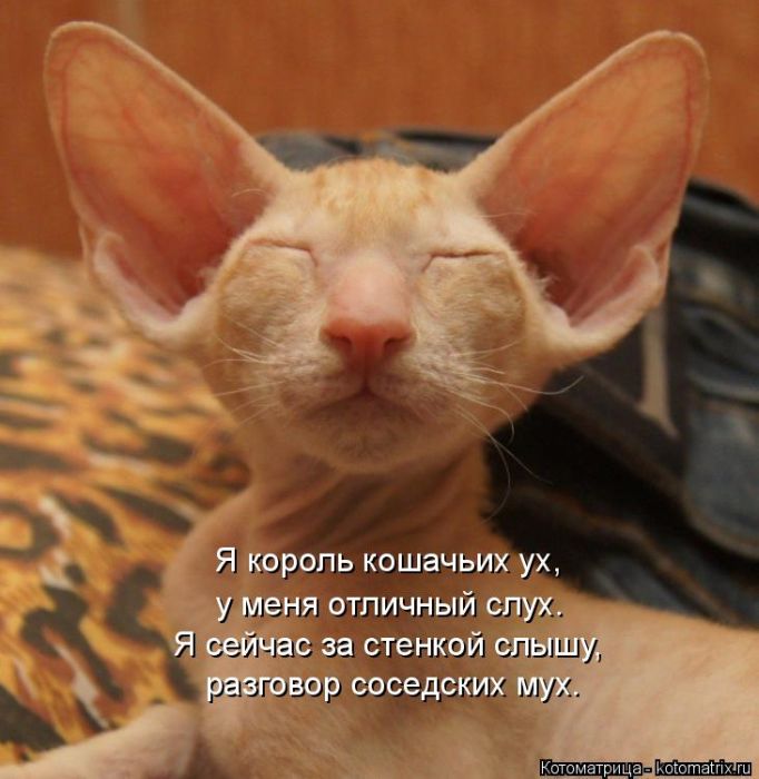 Лучшие котоматрицы недели