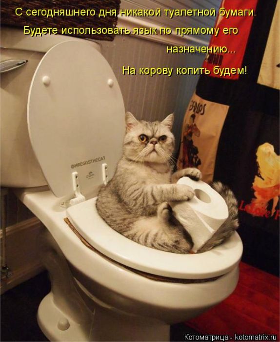 Лучшие котоматрицы недели