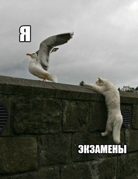 Порция картинок