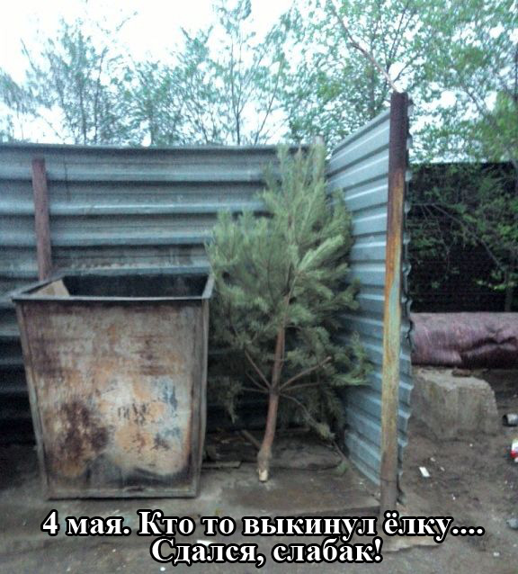 Порция картинок