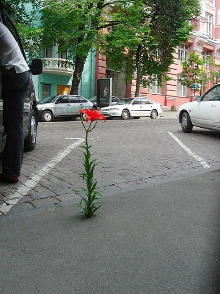 Порция картинок