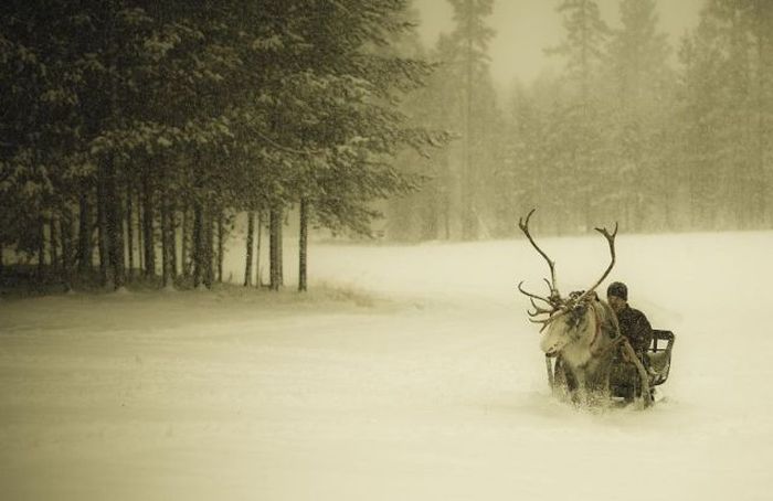 Порция картинок