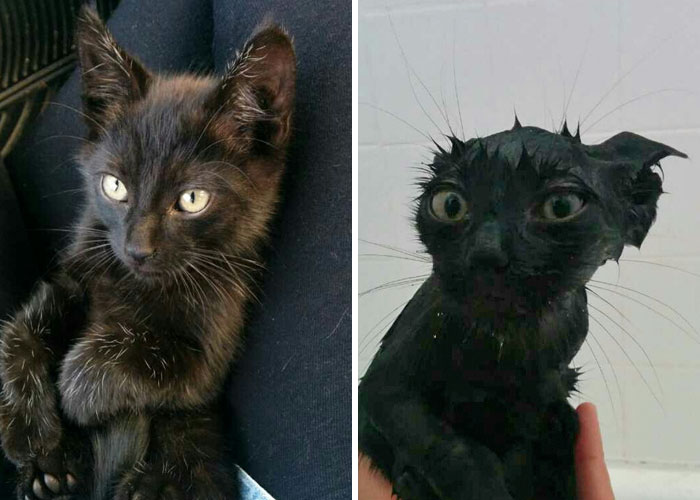 Смешные фотографии кошек до и после купания