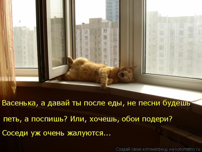 Лучшие котоматрицы недели