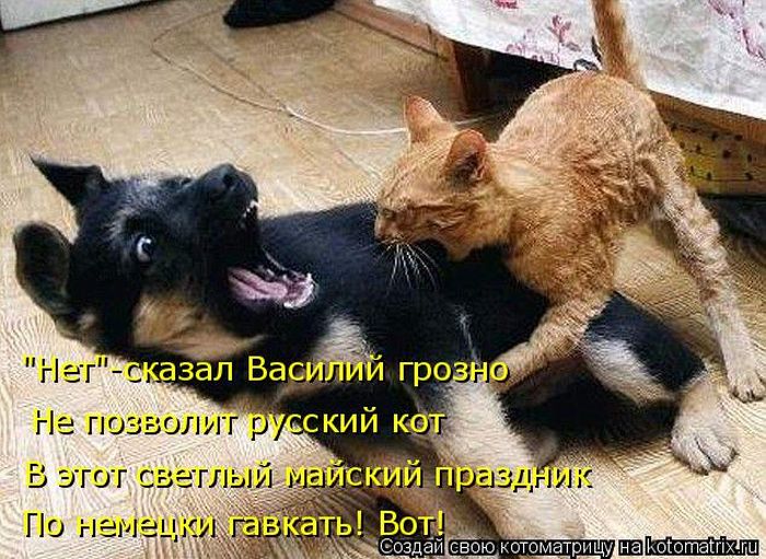 Лучшие котоматрицы недели