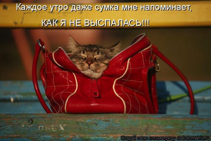 Лучшие котоматрицы недели