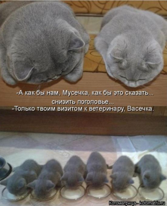 Лучшие котоматрицы недели