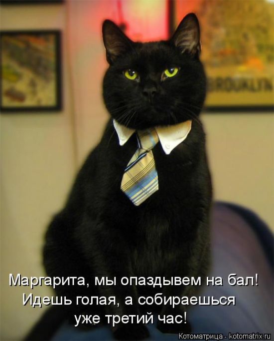 Лучшие котоматрицы недели