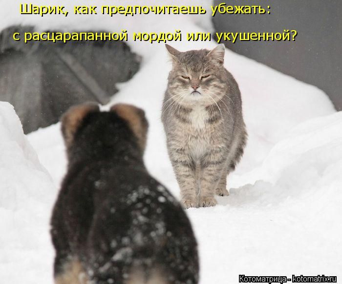 Лучшие котоматрицы недели