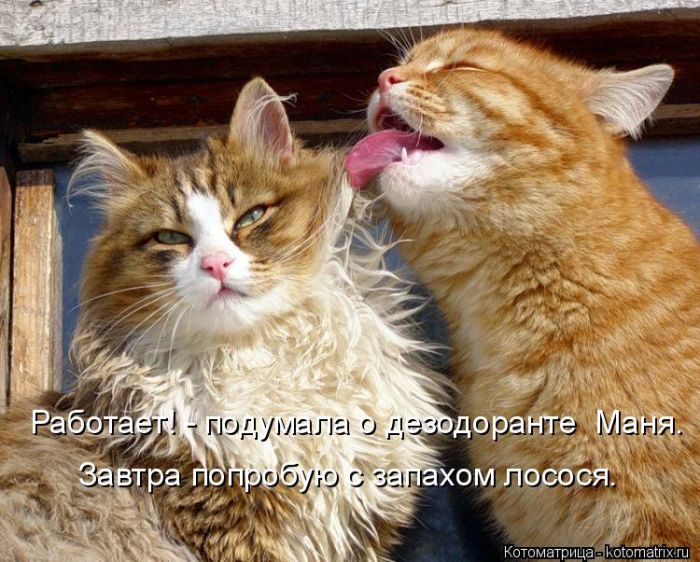 Лучшие котоматрицы недели