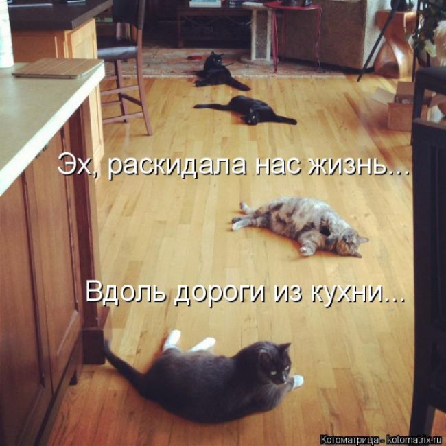 Лучшие котоматрицы недели
