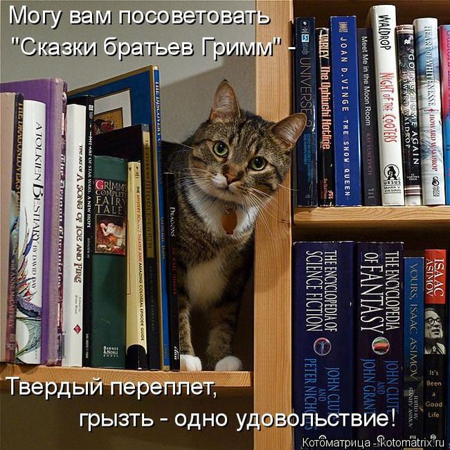 Лучшие котоматрицы недели