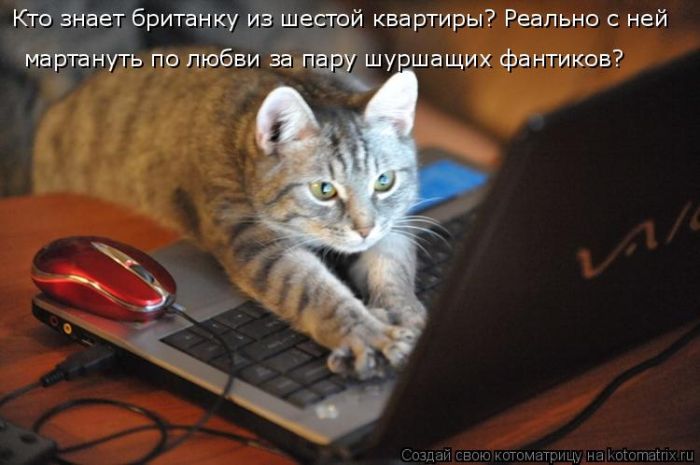 Лучшие котоматрицы недели