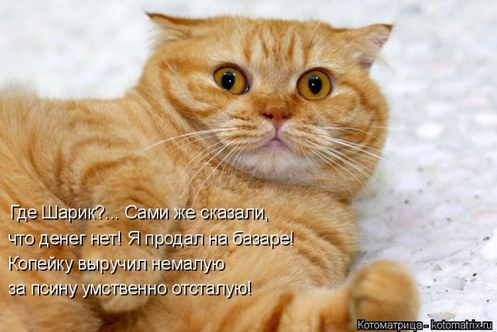 Лучшие котоматрицы недели