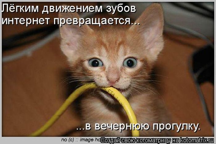 Лучшие котоматрицы недели