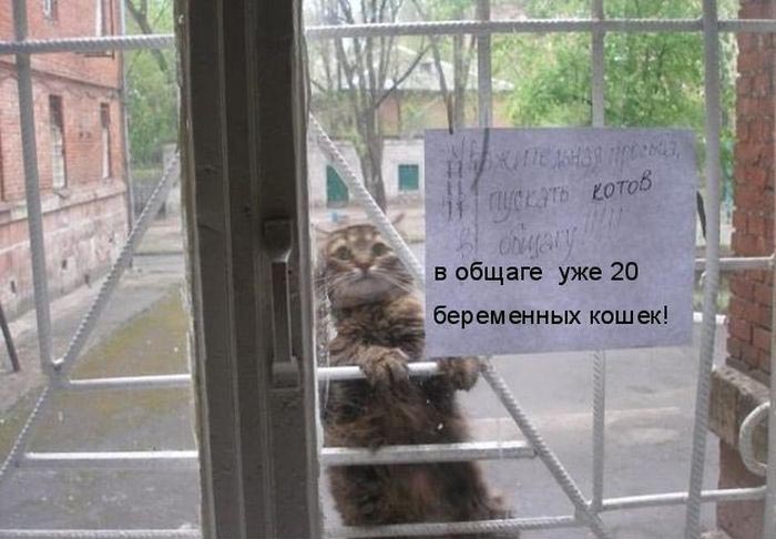 Лучшие котоматрицы недели