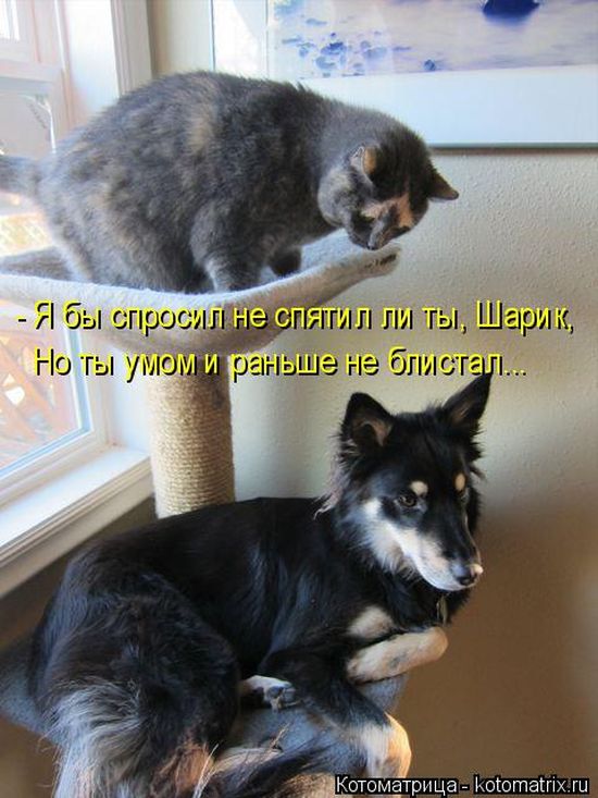 Лучшие котоматрицы недели