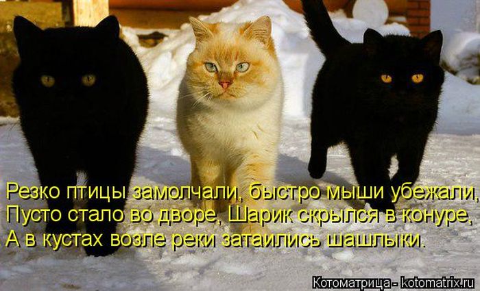 Лучшие котоматрицы недели