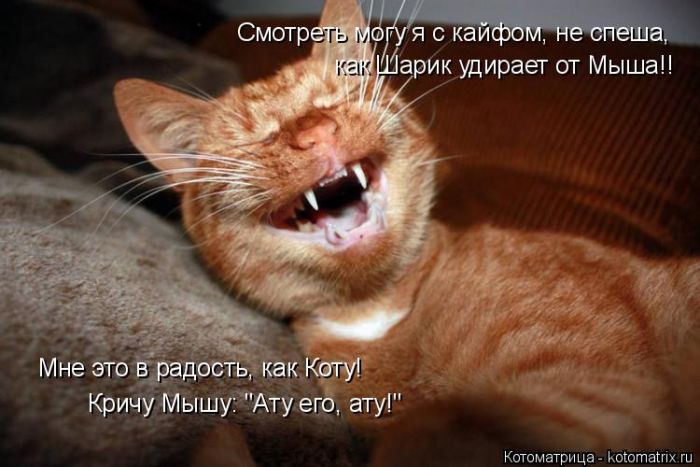 Лучшие котоматрицы недели