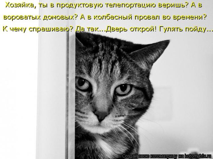 Лучшие котоматрицы недели