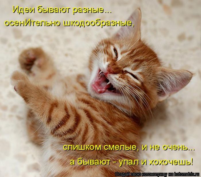 Лучшие котоматрицы недели
