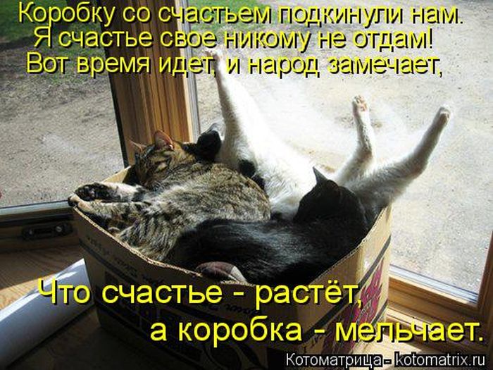 Лучшие котоматрицы недели