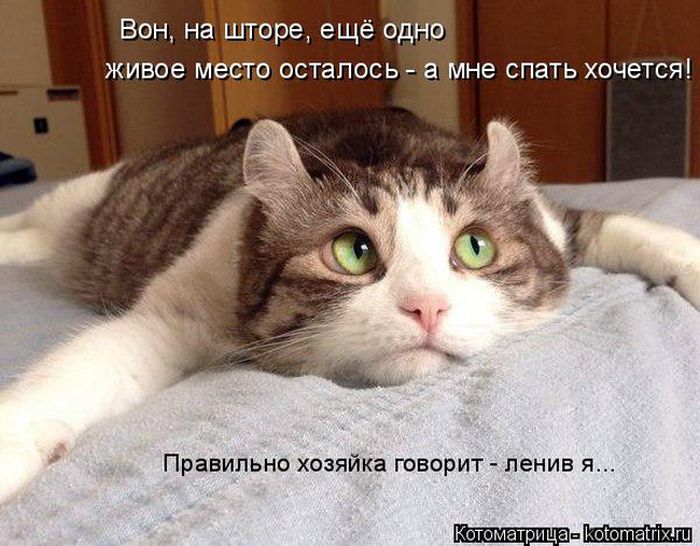 Лучшие котоматрицы недели