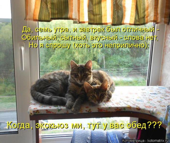 Лучшие котоматрицы недели