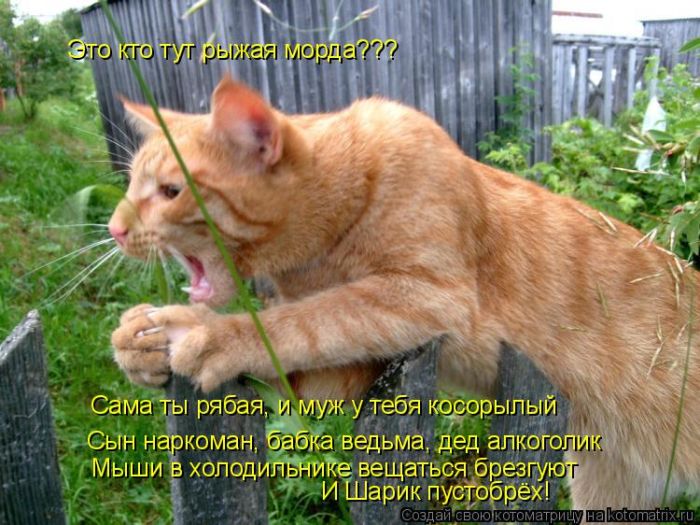 Лучшие котоматрицы недели