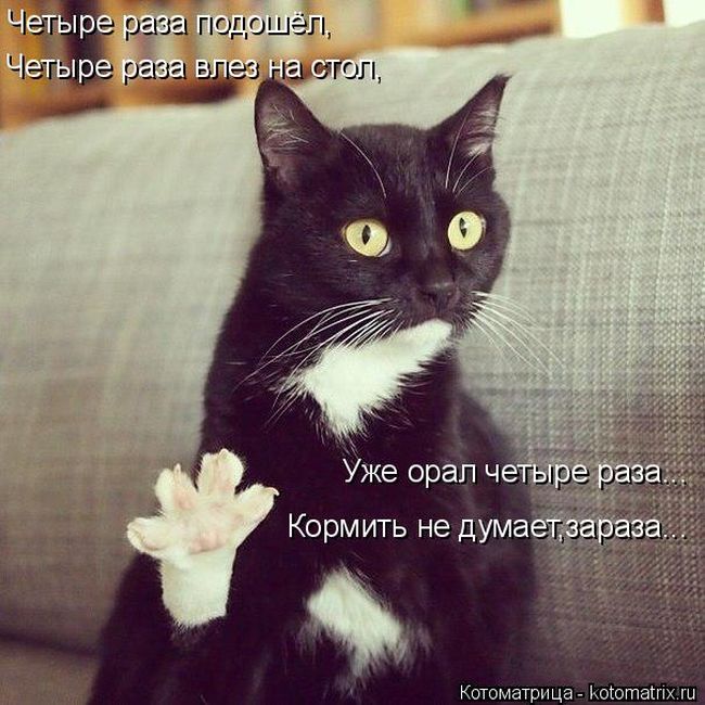 Лучшие котоматрицы недели
