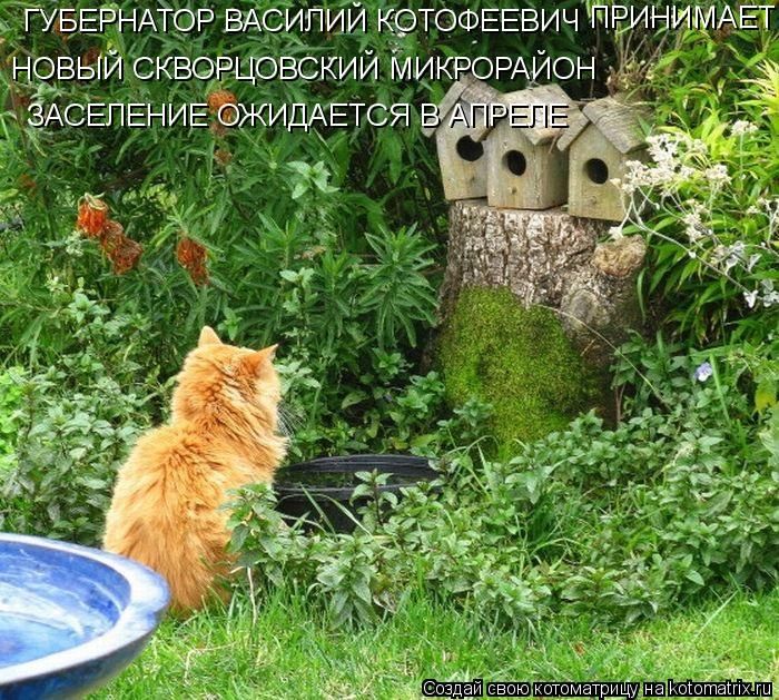 Лучшие котоматрицы недели