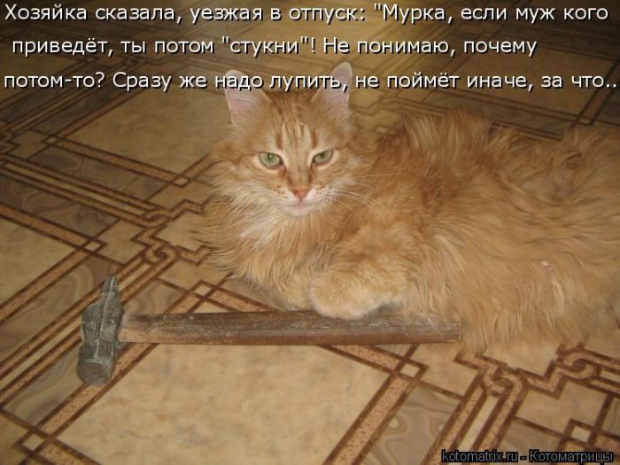 Лучшие котоматрицы недели